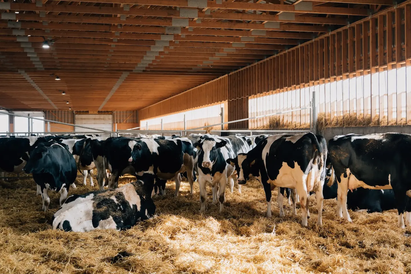 Image of a barn interior with some cows standing and others laying in the hay