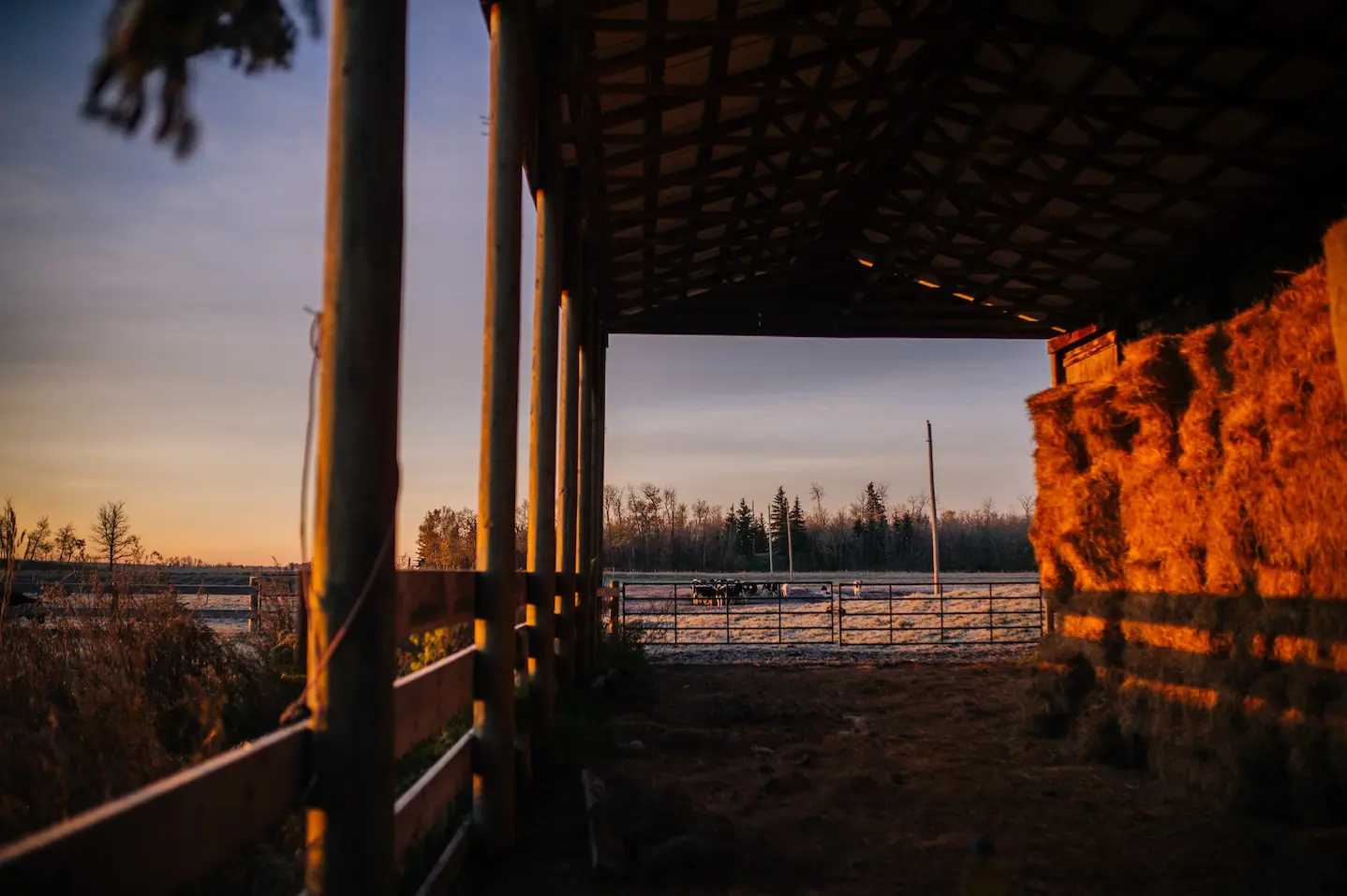 Cows on a farm in golden-hour sunlight