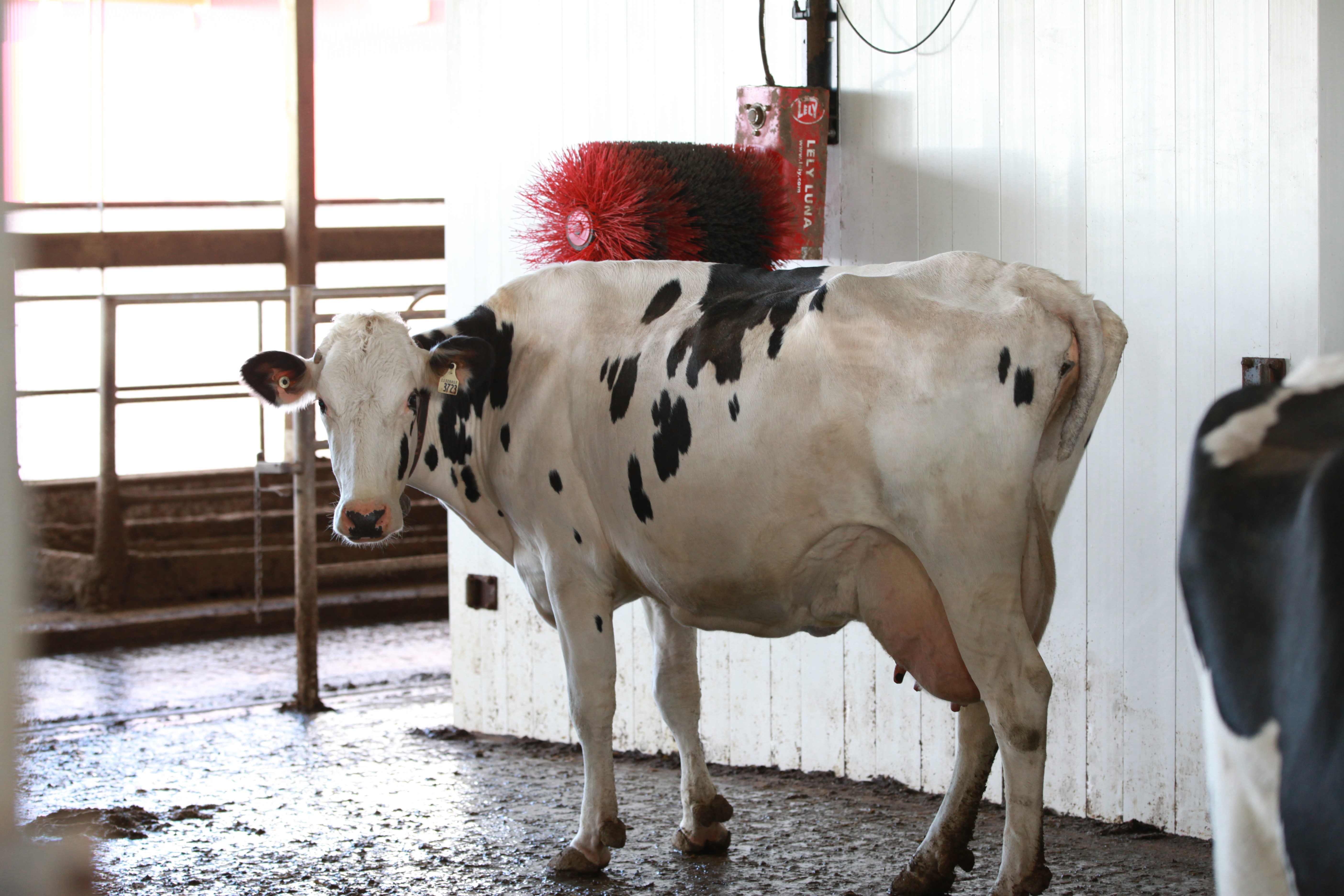 Cow scratcher edit Alberta Milk